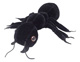 Mikrobe "Schwarze Ameise"