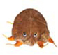 Mikrobe "Krätze"