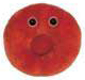Rotes Blutkörperchen